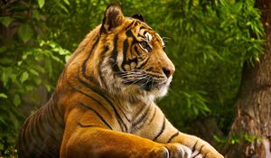 Preview wallpaper amur tiger, lying, striped, big cat