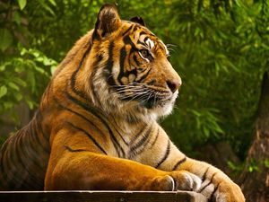 Preview wallpaper amur tiger, lying, striped, big cat