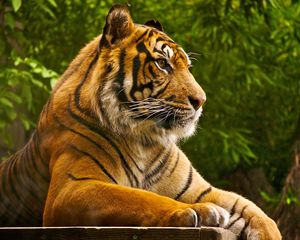 Preview wallpaper amur tiger, lying, striped, big cat