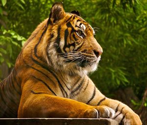 Preview wallpaper amur tiger, lying, striped, big cat