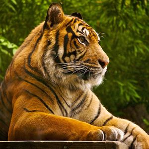Preview wallpaper amur tiger, lying, striped, big cat