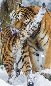 Preview wallpaper amur tiger, snow, baby, big cat, predators