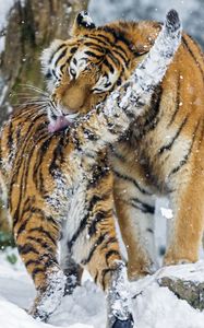 Preview wallpaper amur tiger, snow, baby, big cat, predators