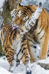 Preview wallpaper amur tiger, snow, baby, big cat, predators