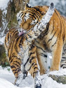 Preview wallpaper amur tiger, snow, baby, big cat, predators