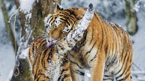 Preview wallpaper amur tiger, snow, baby, big cat, predators