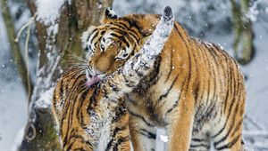 Preview wallpaper amur tiger, snow, baby, big cat, predators