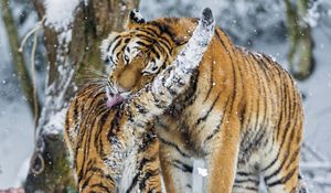 Preview wallpaper amur tiger, snow, baby, big cat, predators