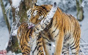 Preview wallpaper amur tiger, snow, baby, big cat, predators