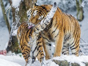 Preview wallpaper amur tiger, snow, baby, big cat, predators