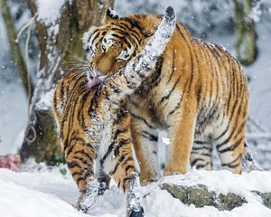 Preview wallpaper amur tiger, snow, baby, big cat, predators