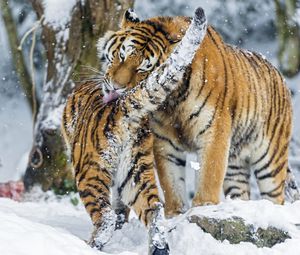 Preview wallpaper amur tiger, snow, baby, big cat, predators