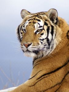 Preview wallpaper amur tiger, striped, predator, lying