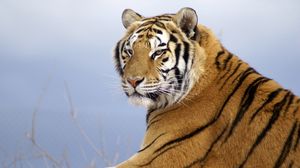 Preview wallpaper amur tiger, striped, predator, lying