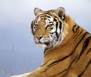 Preview wallpaper amur tiger, striped, predator, lying