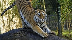 Preview wallpaper amur tiger, tiger, predator, big cat