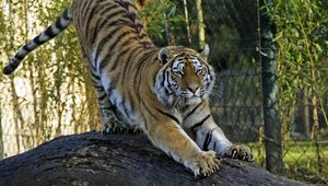 Preview wallpaper amur tiger, tiger, predator, big cat