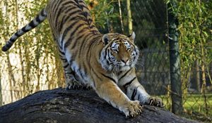 Preview wallpaper amur tiger, tiger, predator, big cat