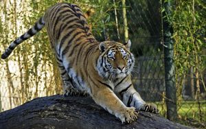 Preview wallpaper amur tiger, tiger, predator, big cat