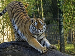 Preview wallpaper amur tiger, tiger, predator, big cat