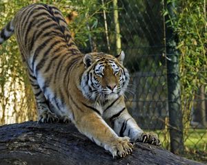 Preview wallpaper amur tiger, tiger, predator, big cat