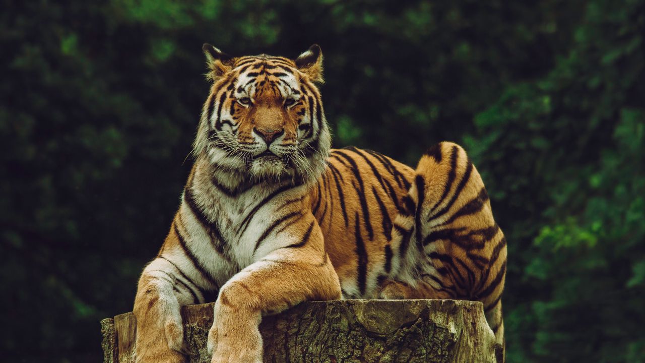 Wallpaper amur tiger, tiger, predator, big cat
