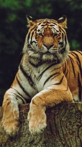 Preview wallpaper amur tiger, tiger, predator, big cat