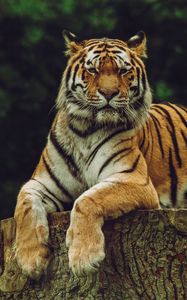 Preview wallpaper amur tiger, tiger, predator, big cat