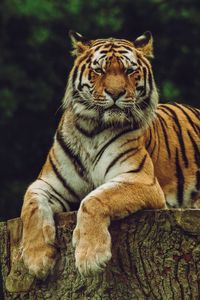 Preview wallpaper amur tiger, tiger, predator, big cat