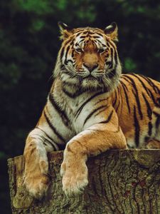 Preview wallpaper amur tiger, tiger, predator, big cat