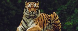 Preview wallpaper amur tiger, tiger, predator, big cat