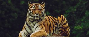 Preview wallpaper amur tiger, tiger, predator, big cat