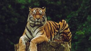 Preview wallpaper amur tiger, tiger, predator, big cat