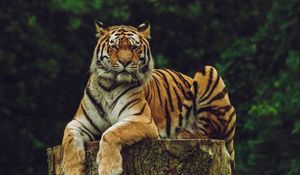 Preview wallpaper amur tiger, tiger, predator, big cat