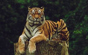 Preview wallpaper amur tiger, tiger, predator, big cat