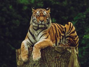 Preview wallpaper amur tiger, tiger, predator, big cat