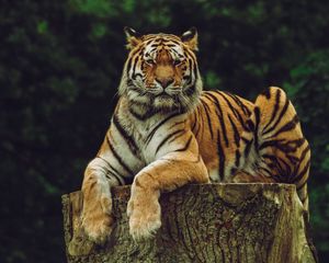 Preview wallpaper amur tiger, tiger, predator, big cat