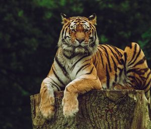 Preview wallpaper amur tiger, tiger, predator, big cat