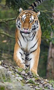 Preview wallpaper amur tiger, tiger, predator, big cat, protruding tongue