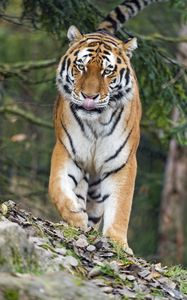 Preview wallpaper amur tiger, tiger, predator, big cat, protruding tongue