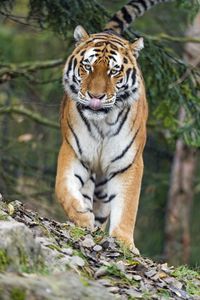 Preview wallpaper amur tiger, tiger, predator, big cat, protruding tongue