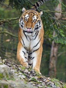 Preview wallpaper amur tiger, tiger, predator, big cat, protruding tongue