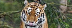 Preview wallpaper amur tiger, tiger, predator, big cat, protruding tongue