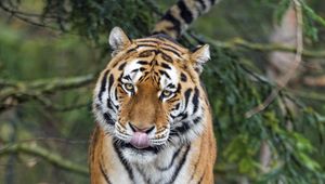 Preview wallpaper amur tiger, tiger, predator, big cat, protruding tongue