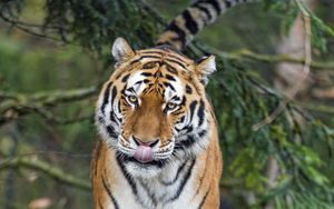 Preview wallpaper amur tiger, tiger, predator, big cat, protruding tongue