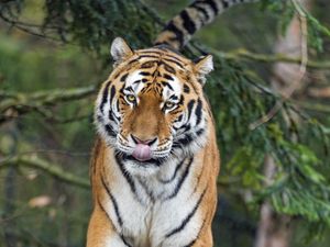 Preview wallpaper amur tiger, tiger, predator, big cat, protruding tongue