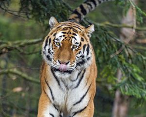 Preview wallpaper amur tiger, tiger, predator, big cat, protruding tongue