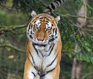 Preview wallpaper amur tiger, tiger, predator, big cat, protruding tongue