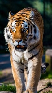 Preview wallpaper amur tiger, wild cat, predator, walking