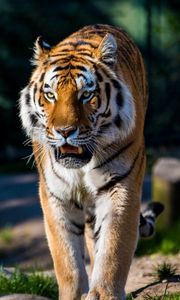 Preview wallpaper amur tiger, wild cat, predator, walking